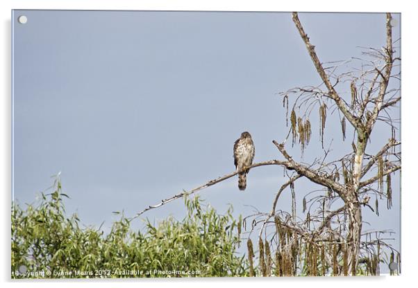 Hawk On A Tree Acrylic by Lynne Morris (Lswpp)