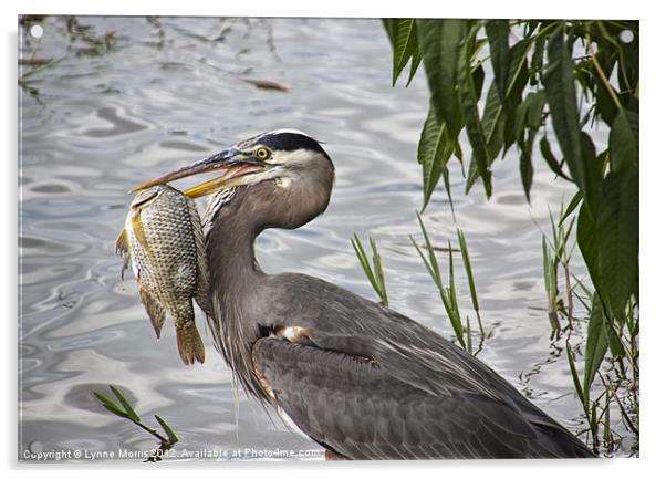 Fish For Dinner Acrylic by Lynne Morris (Lswpp)