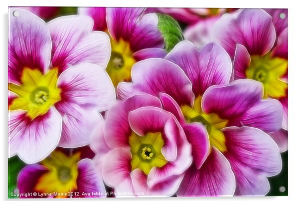 Fractalius Primula Acrylic by Lynne Morris (Lswpp)