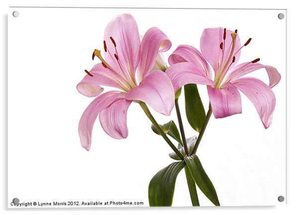 Pink Lillies Acrylic by Lynne Morris (Lswpp)