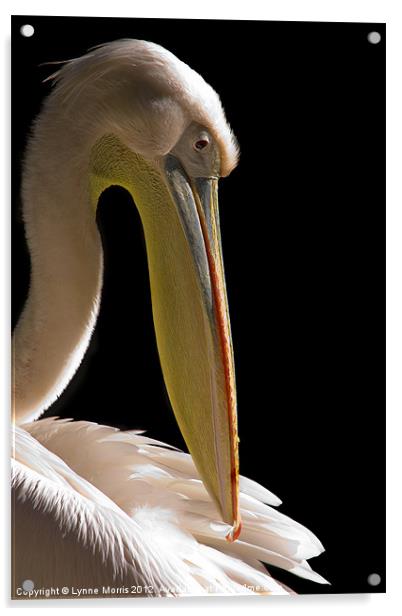 Pelican Portrait Acrylic by Lynne Morris (Lswpp)