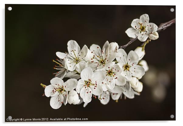 Spring Blossom Acrylic by Lynne Morris (Lswpp)