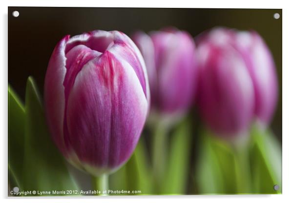 Tulips Acrylic by Lynne Morris (Lswpp)