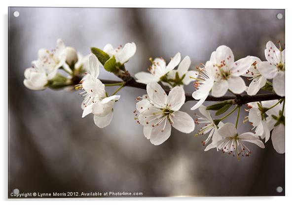 Blossom Acrylic by Lynne Morris (Lswpp)