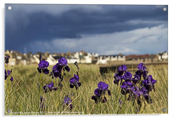 Wild Iris At Elie Acrylic by Lynne Morris (Lswpp)
