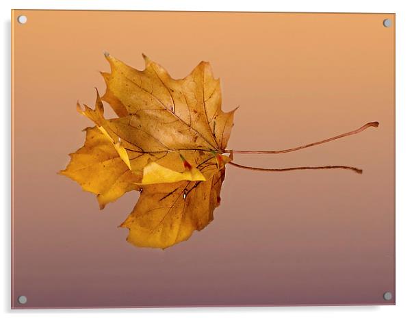 Autumn Leaf Acrylic by Lynne Morris (Lswpp)
