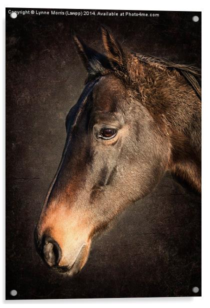  Portrait Of A Horse Acrylic by Lynne Morris (Lswpp)