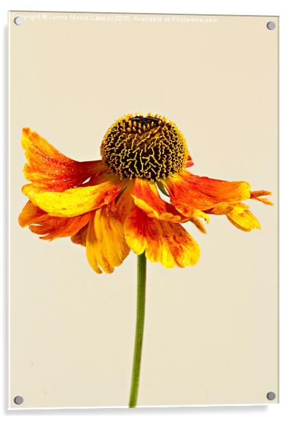 Single flower, orange coneahead, helenium Acrylic by Lynne Morris (Lswpp)