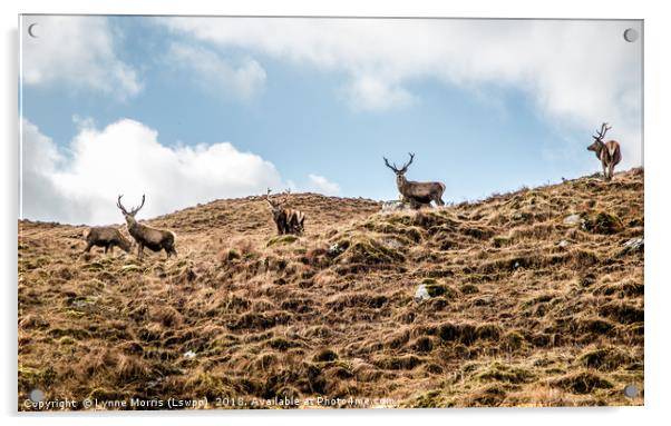 Stag Party Acrylic by Lynne Morris (Lswpp)