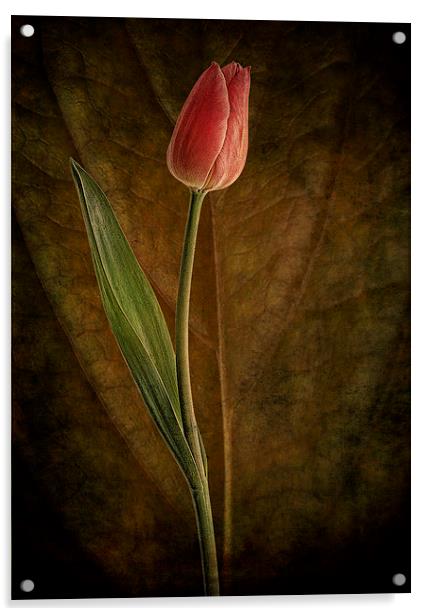 A single tulip Acrylic by Eddie John
