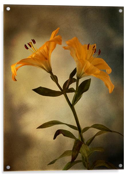 Yellow Lily on stem Acrylic by Eddie John