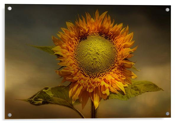  Sunflower Acrylic by Eddie John