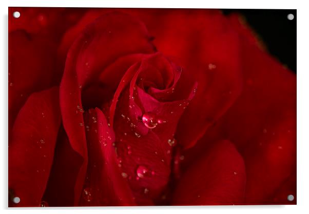  Red rose Acrylic by Eddie John
