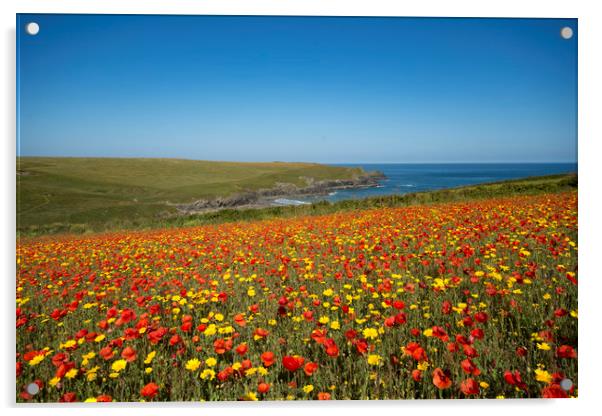 Poppy fields  at Polly Joke cove Cornwall Acrylic by Eddie John