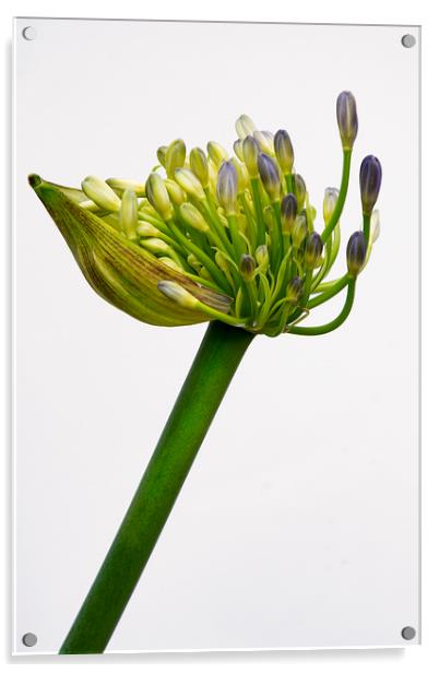 agapanthus in bloom Acrylic by Eddie John
