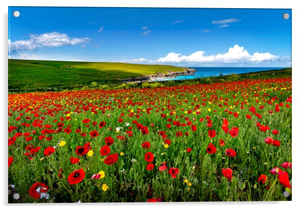 Poppy fields on the north Cornwall coast  Acrylic by Eddie John