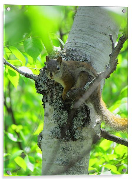 Inquisitive Tree Squirrel Acrylic by Lisa LeDuc