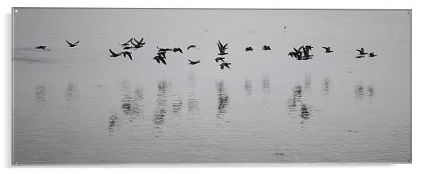 Brent geese Acrylic by richard jones