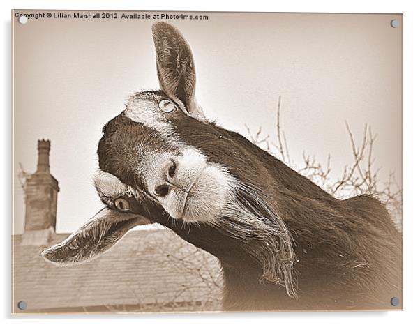 The Nosy Goat (2) Acrylic by Lilian Marshall