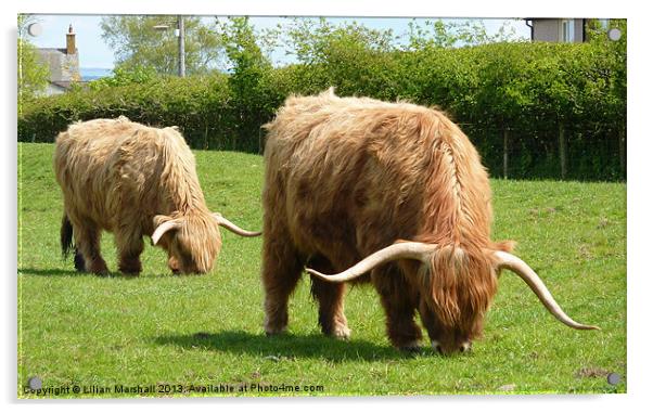 Highland Cattle. Acrylic by Lilian Marshall