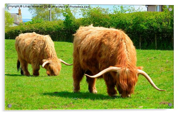 Highland Cattle Grazing. Acrylic by Lilian Marshall