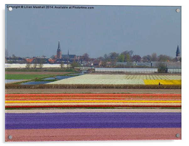 Bulb Fields . Holland. Acrylic by Lilian Marshall