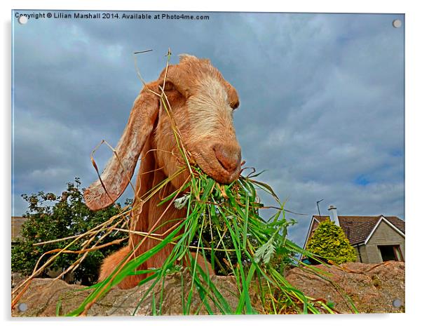  The Nosy Goat.  Acrylic by Lilian Marshall