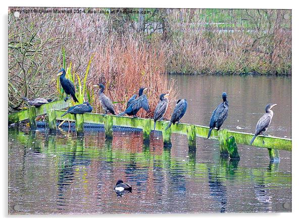  9 Cormorants in a row.  Acrylic by Lilian Marshall