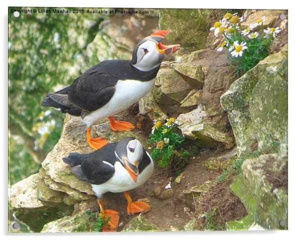  Puffins at Bempton Cliffs.  Acrylic by Lilian Marshall