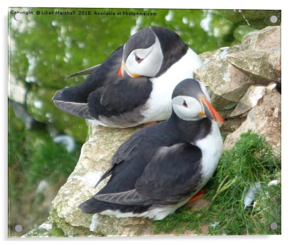 Puffins on Bempton Cliffs.  Acrylic by Lilian Marshall