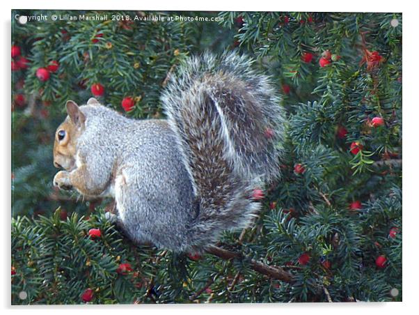 Bright Eyed and Bushy Tailed .  Acrylic by Lilian Marshall