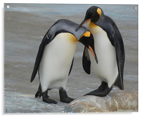 King Penguins Acrylic by Lilian Marshall
