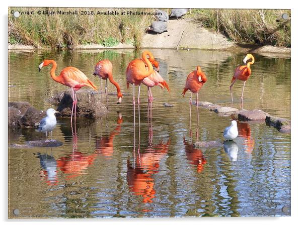 Flamingos at the Zoo. Acrylic by Lilian Marshall