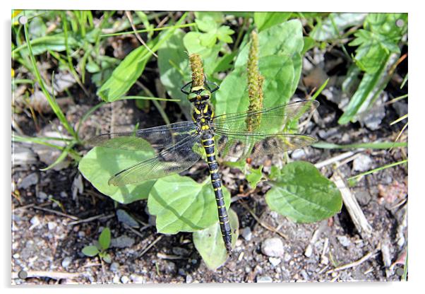 Golden Ringed Dragonfly Acrylic by David  Susans