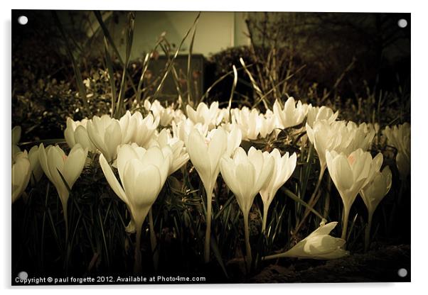 crocus of the dark Acrylic by paul forgette