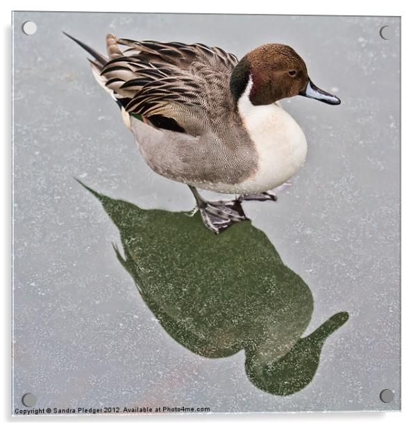 Standing on ice....Male pintail Acrylic by Sandra Pledger