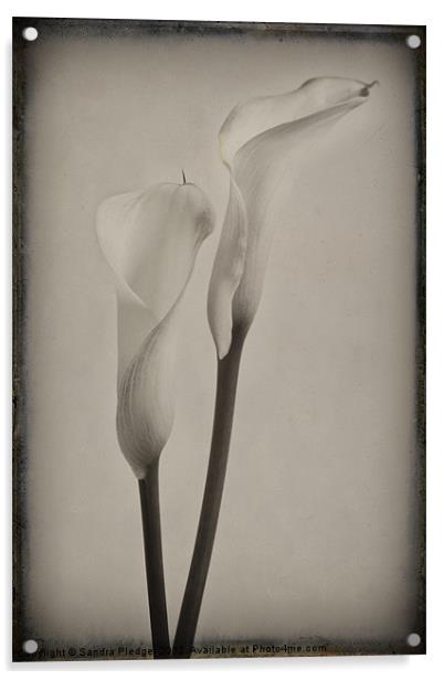 Vintage Lilies Acrylic by Sandra Pledger
