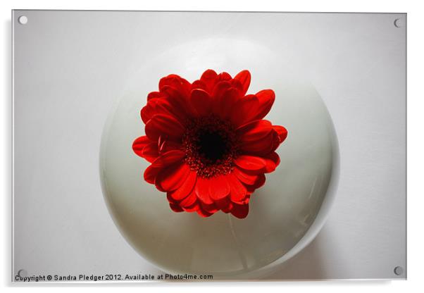 Red Gerbera in White Vase Acrylic by Sandra Pledger