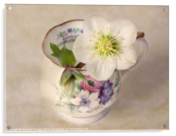 January Flower Acrylic by Sandra Pledger