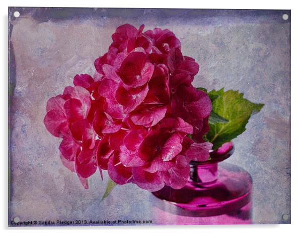 Pink Hydrangea Still LIfe Acrylic by Sandra Pledger