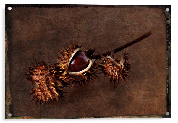 Conkers Acrylic by Sandra Pledger