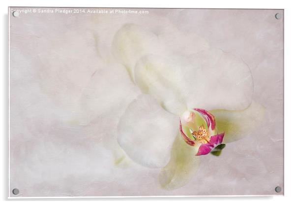 Flower Angel Acrylic by Sandra Pledger