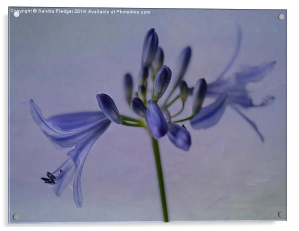 Agapanthus Acrylic by Sandra Pledger