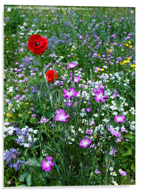  Wild Flower Meadow Acrylic by Sandra Pledger
