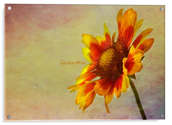 Gaillardia Acrylic by Sandra Pledger