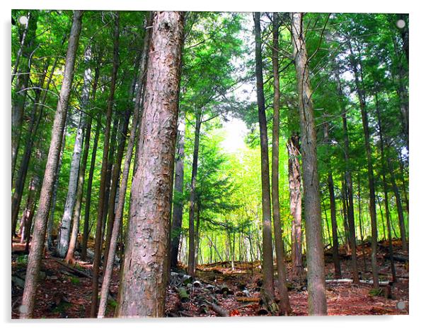 Adirondack Mountain Forest Acrylic by justin rafftree