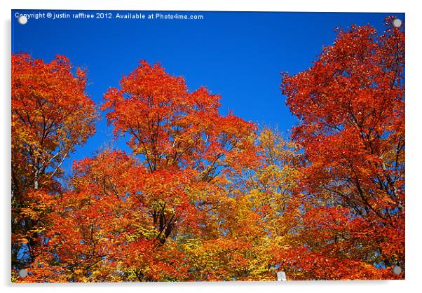 Autumn Maple Trees Acrylic by justin rafftree