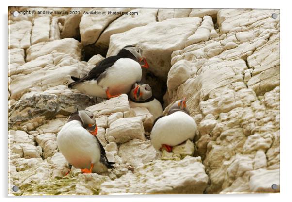 PUFFIN CLIFF Acrylic by andrew saxton