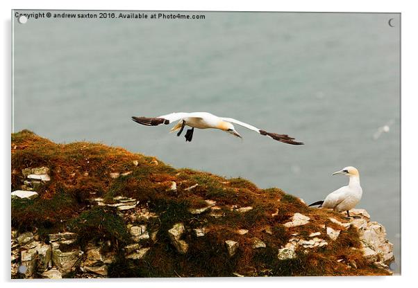  FLYING IN Acrylic by andrew saxton