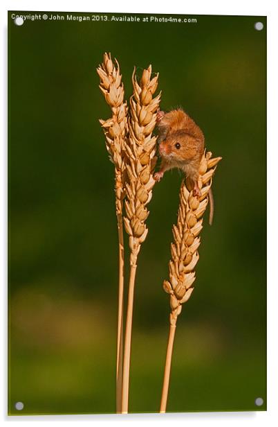 Harvest mouse. Acrylic by John Morgan